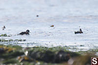 Two Harlequin Ducks Swimming