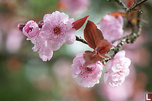 Cherry Blossom Flowers