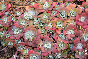 Red And Green Broad Leaved Stonecrop