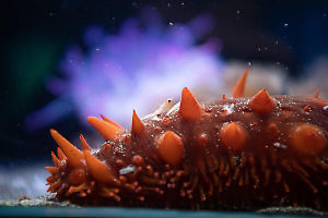 Sea Cucumber In Tank