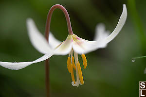 White Fawn Lily