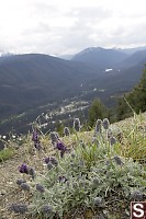 Silky Phacelia Overlooking Valley