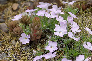 Spreading Phlox And Stonecrop