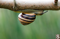 Snails Traveling Under Branch