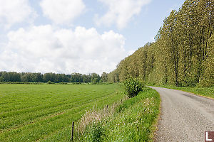 Tall Trees Along Road Side