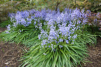 Blue Bells