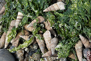 Snails In Sea Lettuce