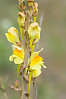 butter and eggs, common toadflax