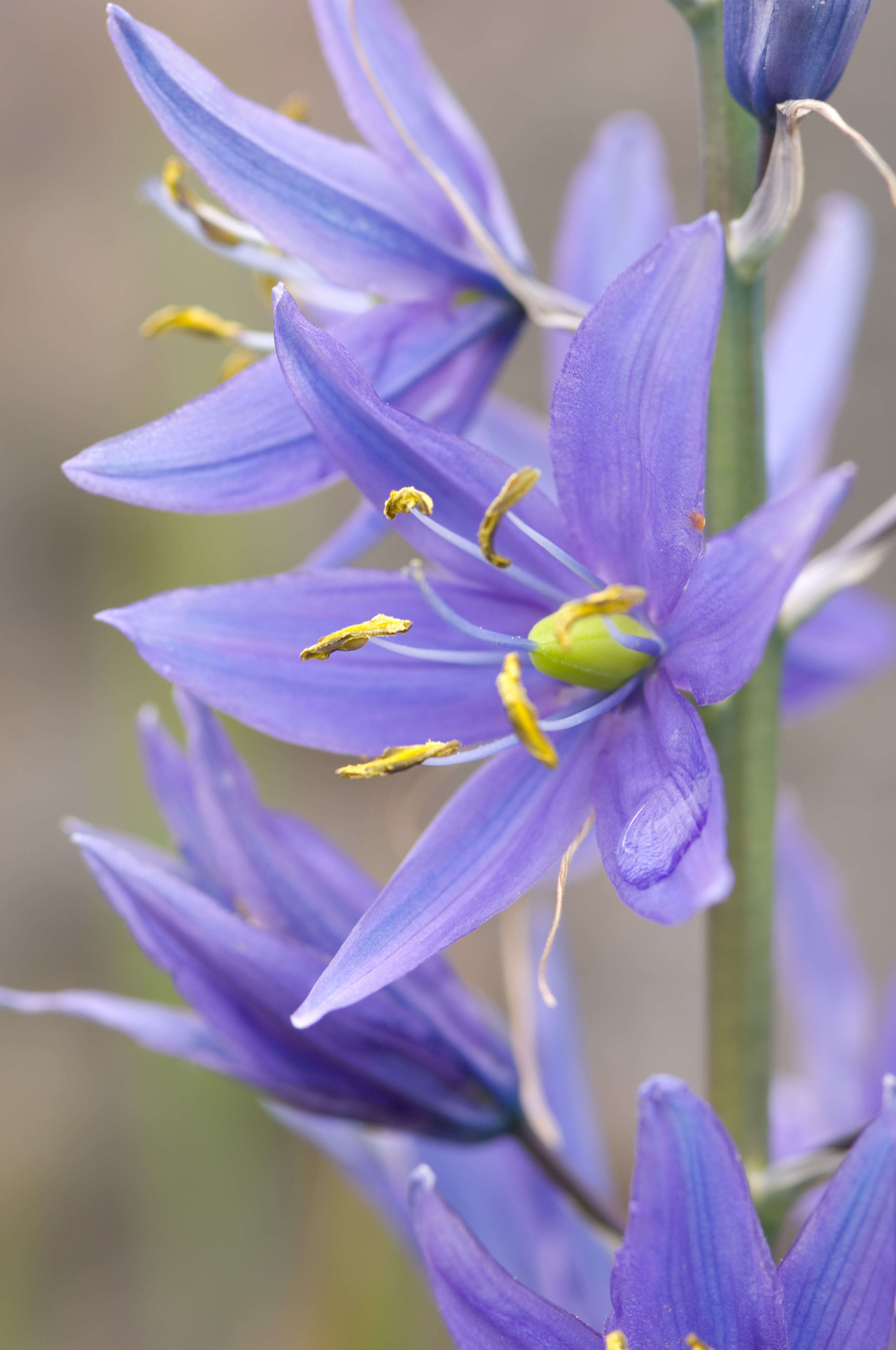 Camas Flower