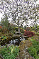 Dark Pond With Tree