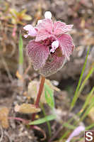 Purple Dead Nettle