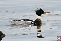 Red Breasted Merganser