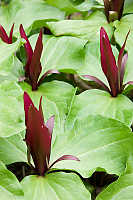 Trillium