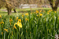 Bunch Of Irises