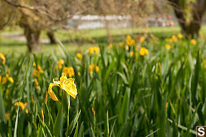 Bunch Of Irises