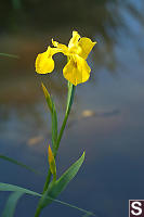 Iris In Front Of Blue Lake