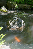 Glowing Goldfish With Rock