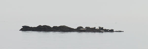 Harbour Seals On The Rocks