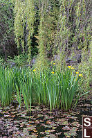 Pond With Iris And Willow