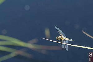 Four Spotted Skimmer On Reed