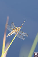 Four Spotted Skimmer