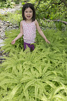 Nara In AClump Of Maidenhair Fern