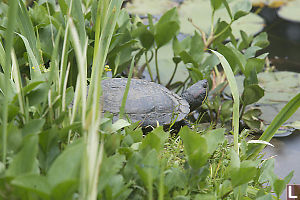 Red Eared Slider On The Grass