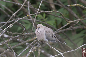 Mourning Dove In Branches
