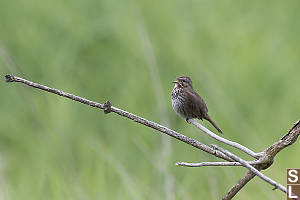 Song Sparrow Singing