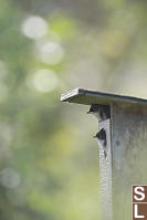 Two Tree Swallows In Nestbox