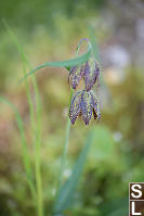 Checker Lily Flowers