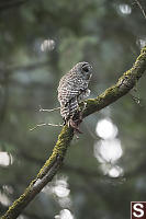 Barred Owl Near Mate