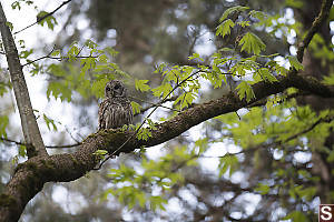 Barred Owl On Big Leaf Maple Limb