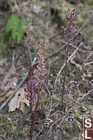 Three Pacific Coralroot