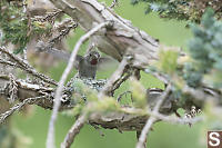 Annas Perched On Edge Of Nest