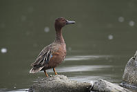 Alert Cinnamon Teal