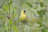 American Goldfinch Eating Seeds