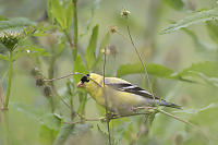 American Goldfinch Side