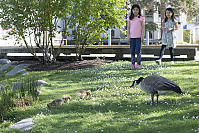 Canada Goose With Babies