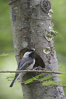 Chickadee At Nest Hole