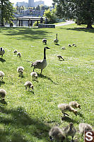 Multiple Canada Goose Families