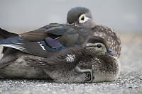Wood Duck Chick With Mom