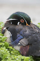 Wood Duck Male Trying To Sleep