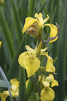Yellow Iris Hosting Morning Glory