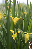 Yellow Irises