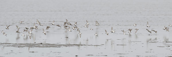 Dunlin And Sandpipers