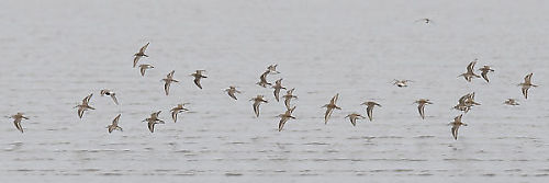 Dunlin Flying Inland