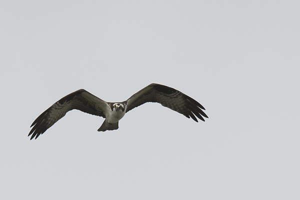 mainimage