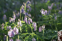 Pacific Bleeding Heart Backlit