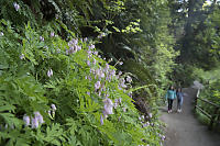 Pacific Bleeding Heart Next To Trail